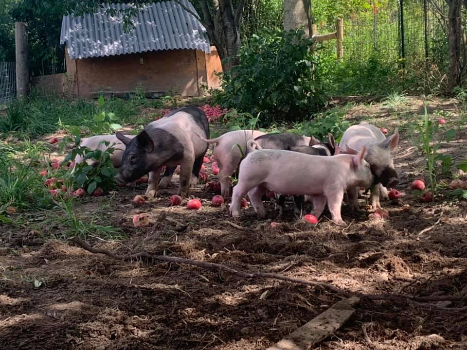Sutton Ranch MI
