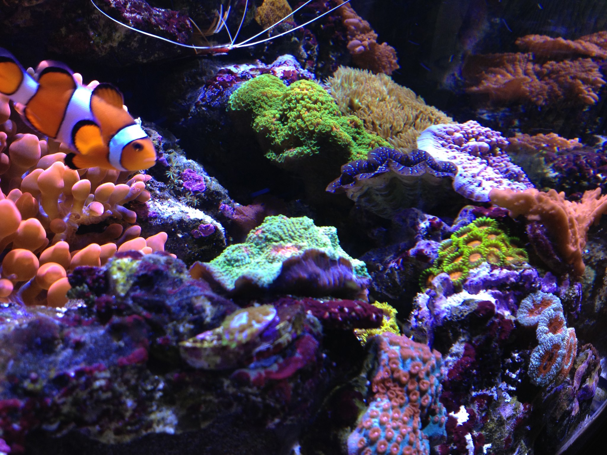 Beautiful view of Minimum Saltwater Aquarium Size