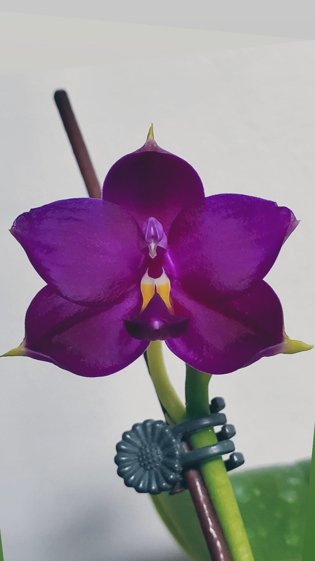 Phal. Jamboree Blossom x Phal. Lioulin Blue Parrot