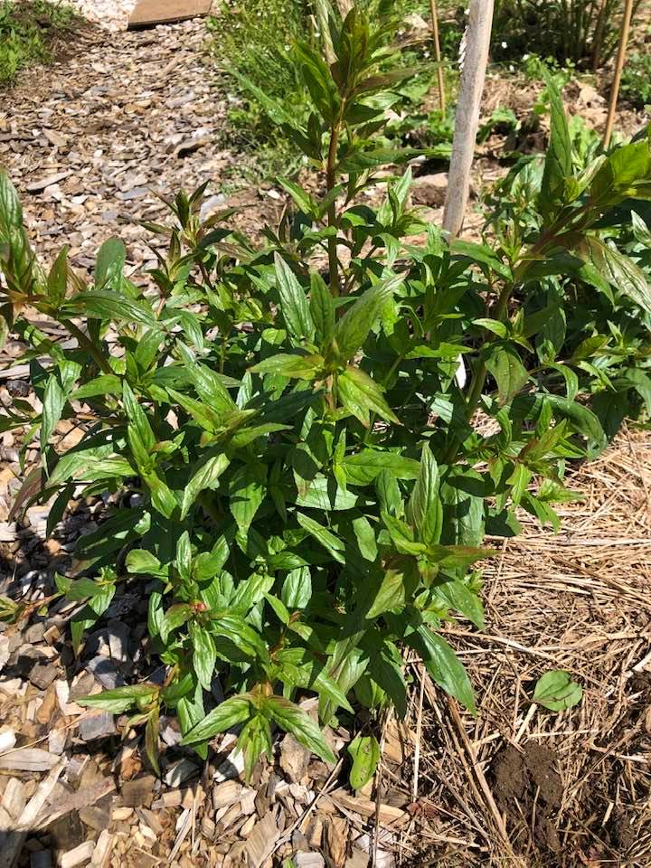 What is this self-seeded weed in my gravel?