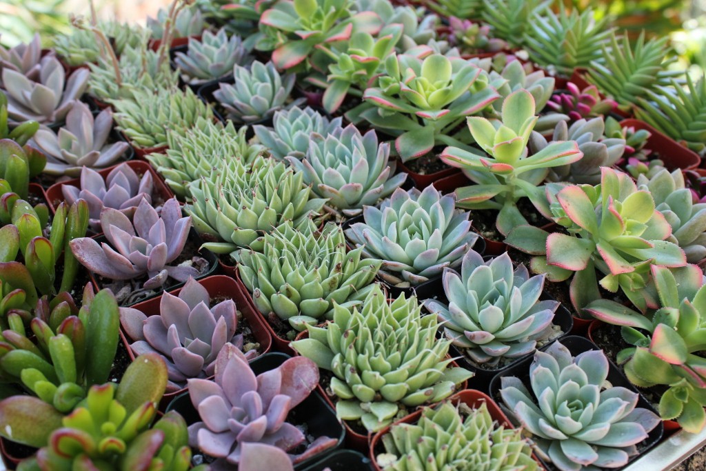 Carmichael Cactus and Succulent Society