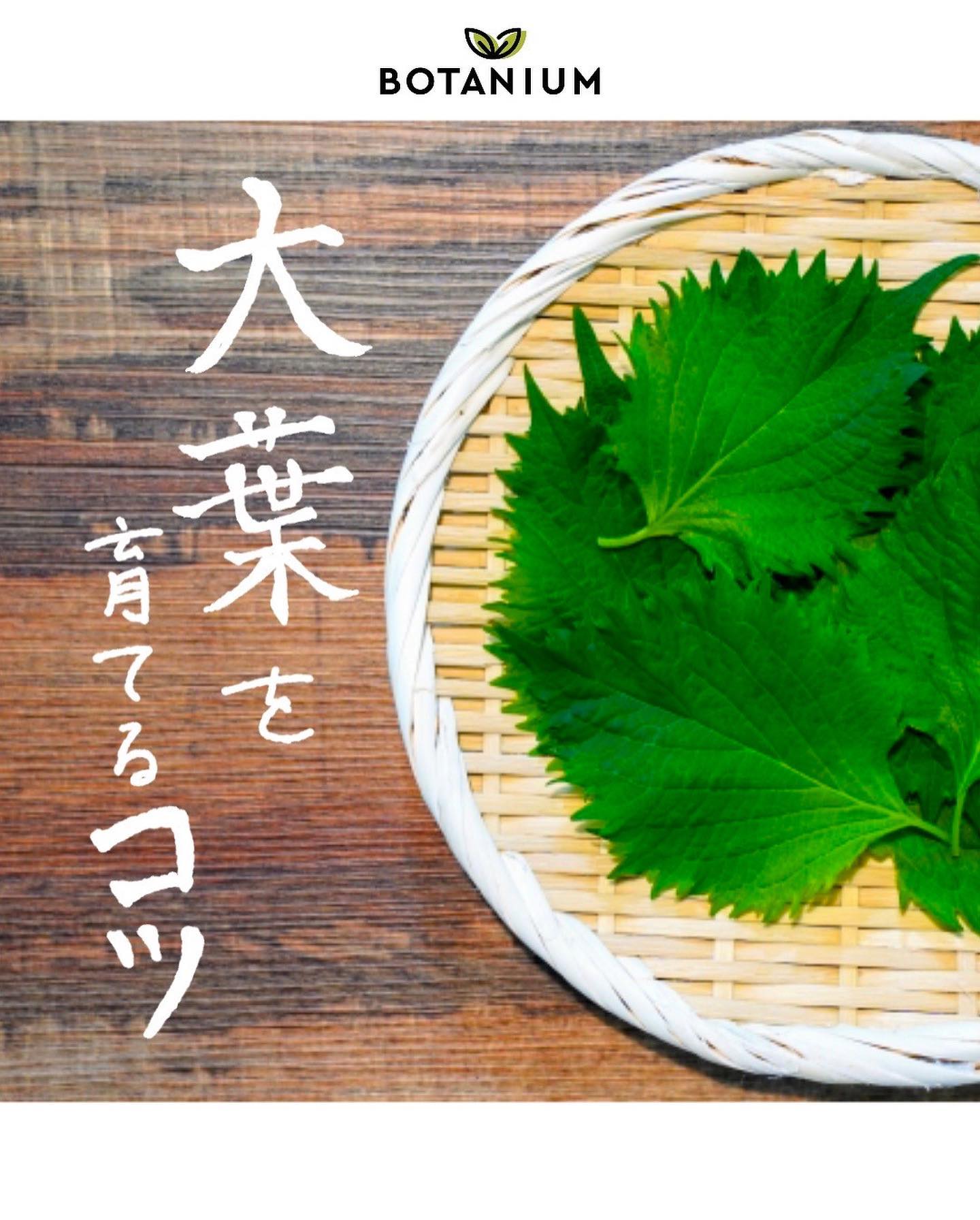 Botanium Japan - 大葉を育ててみませんか？ 6月のおすすめ植物のご紹介です ️📖...