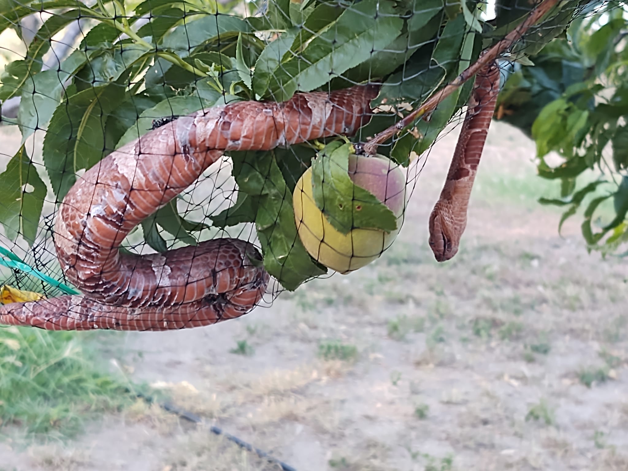 Please can someone identify this peach? Thanks.