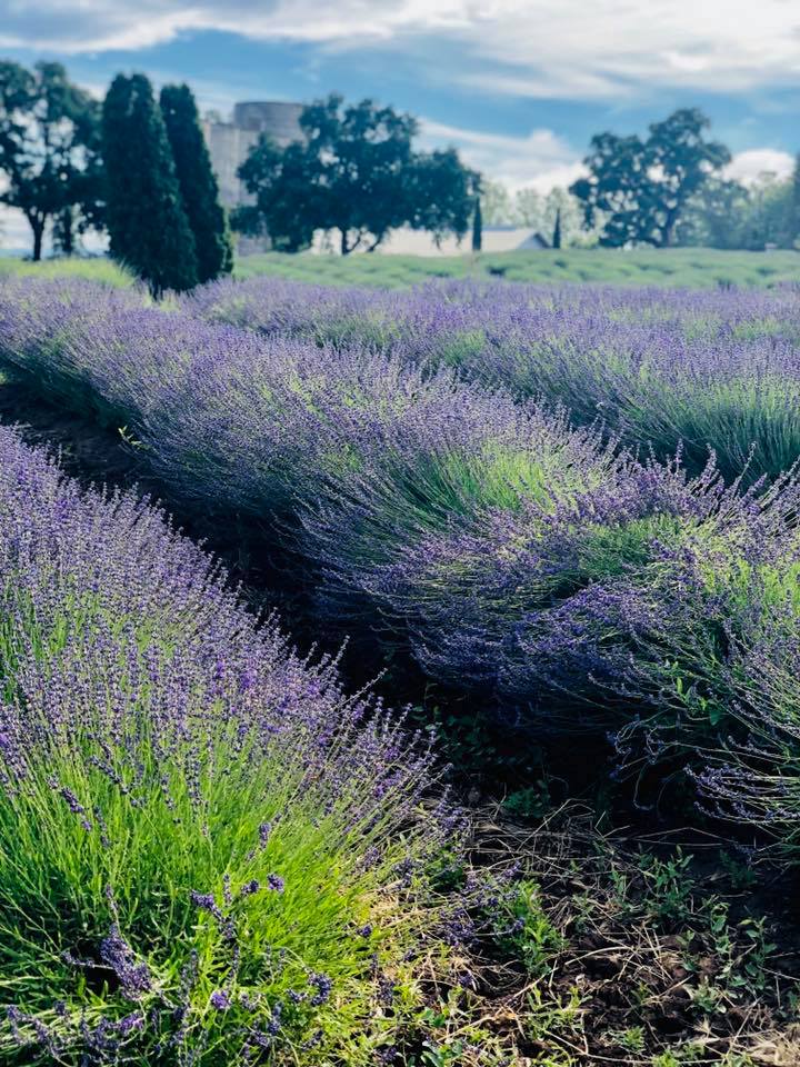 Lavender Ranch | Biggs CA