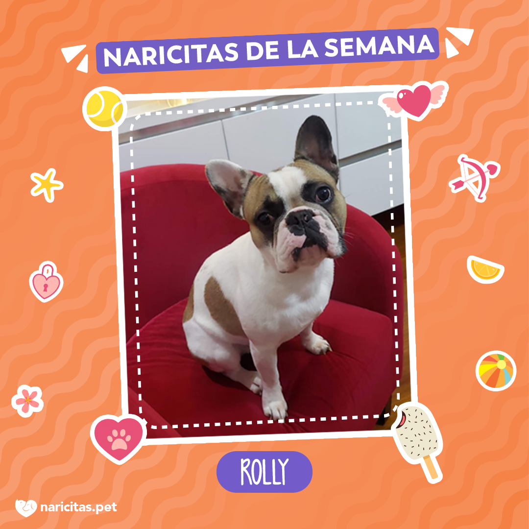 ¡Naricita de la semana! 🐶🤩 Hola, mi... - Naricitas Pet Shop | Facebook