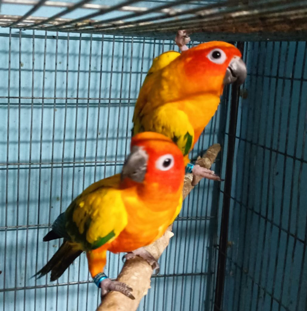 Fatema Birds Aviary