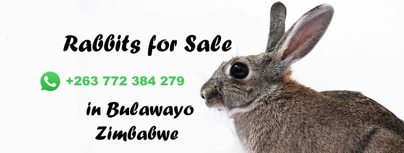Zimbabwe Rabbits