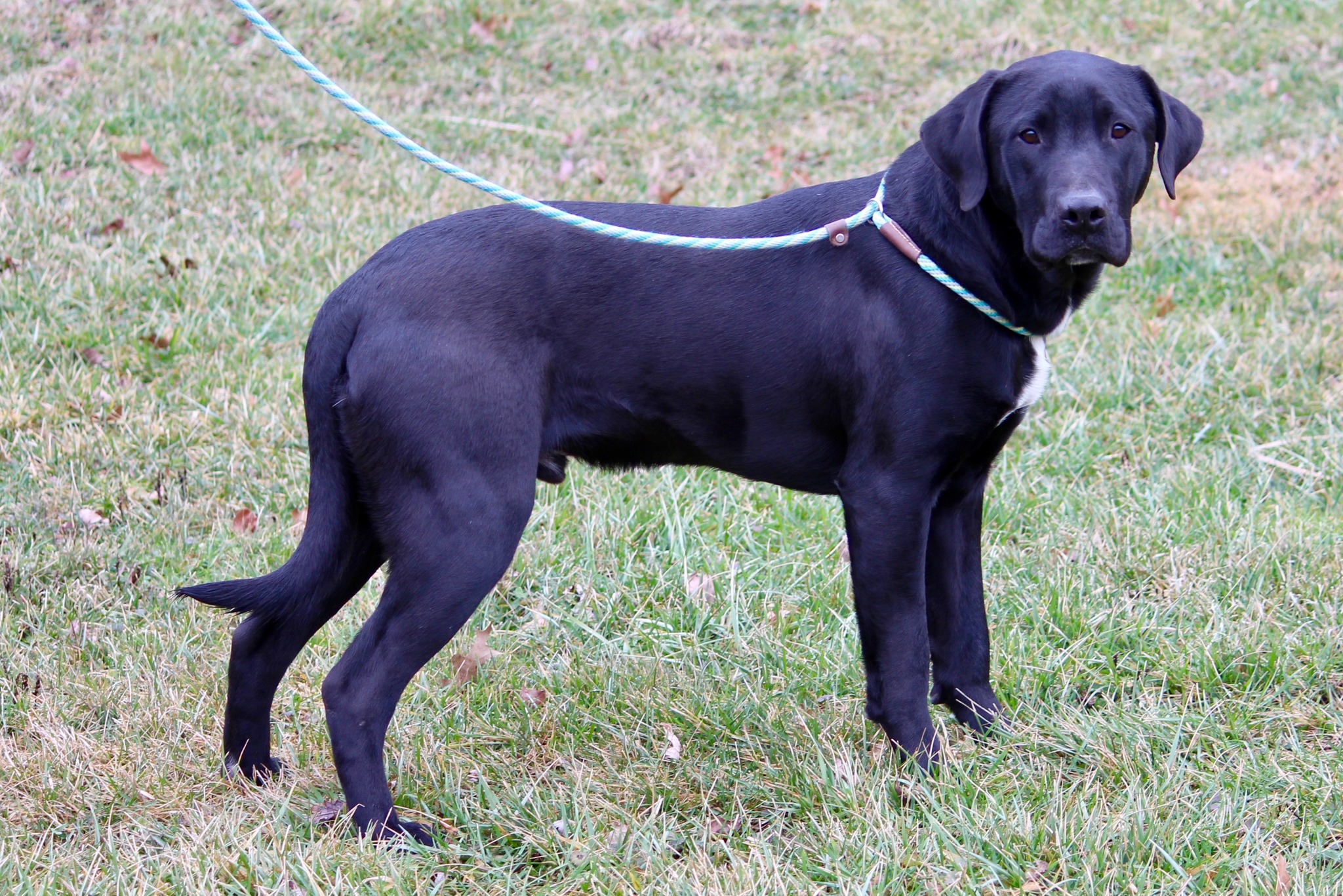 Clay - ADOPTED! 1/30/23 BEANS is a 1 year 3 month old Lab mix ...