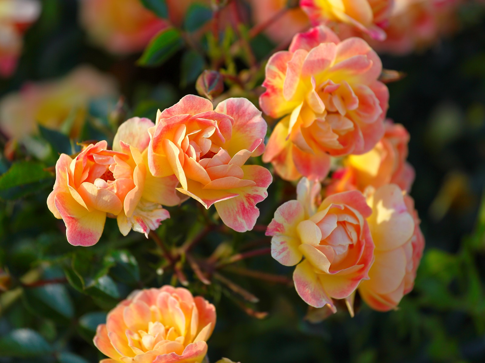 Rozenkwekerij de Wilde - Fris en fruitig🌹🥰 Met zijn prachtige mix van ...