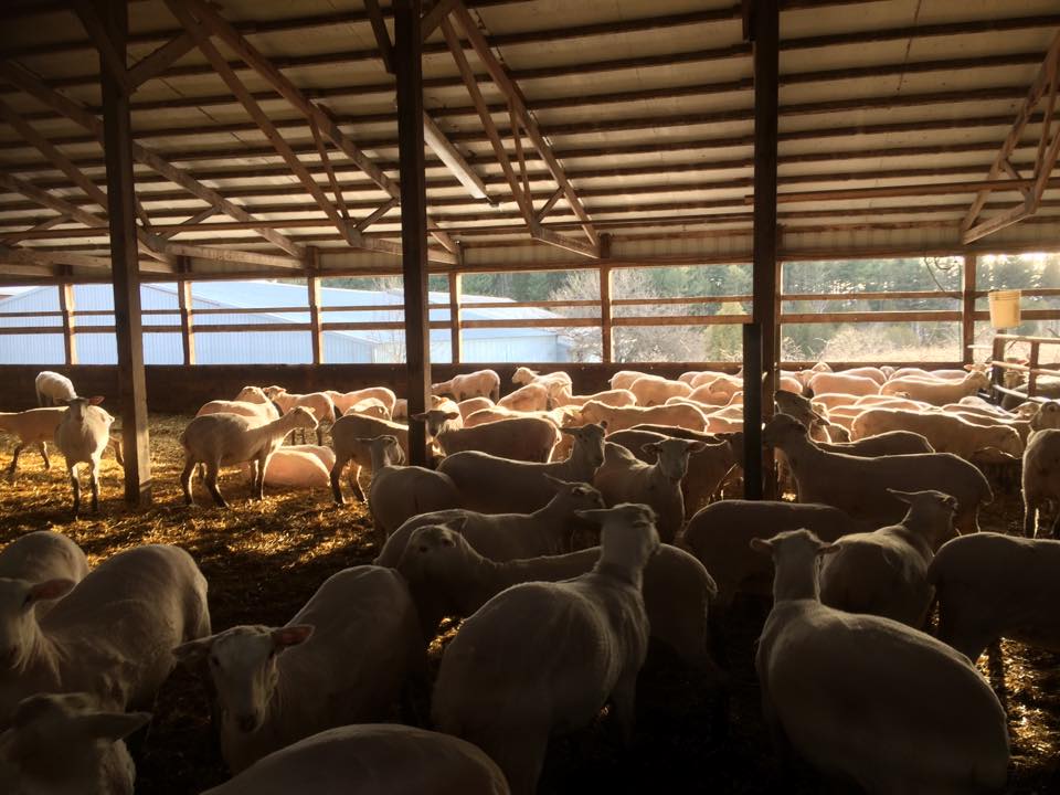 Lamb races 2023 | Hurd Farms