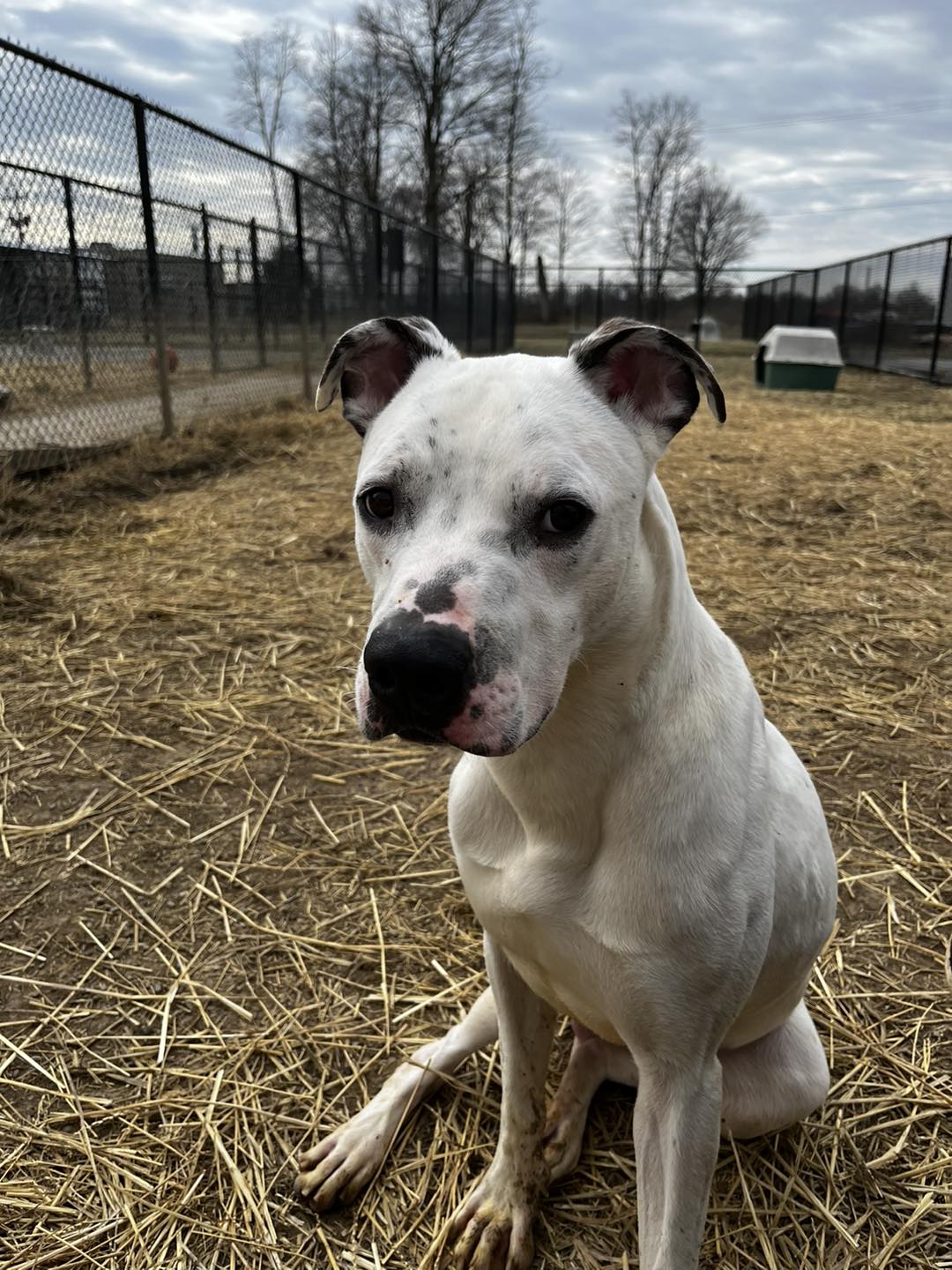 LONG TERM RESIDENTS!!!... - Muncie Animal Care & Services | Facebook