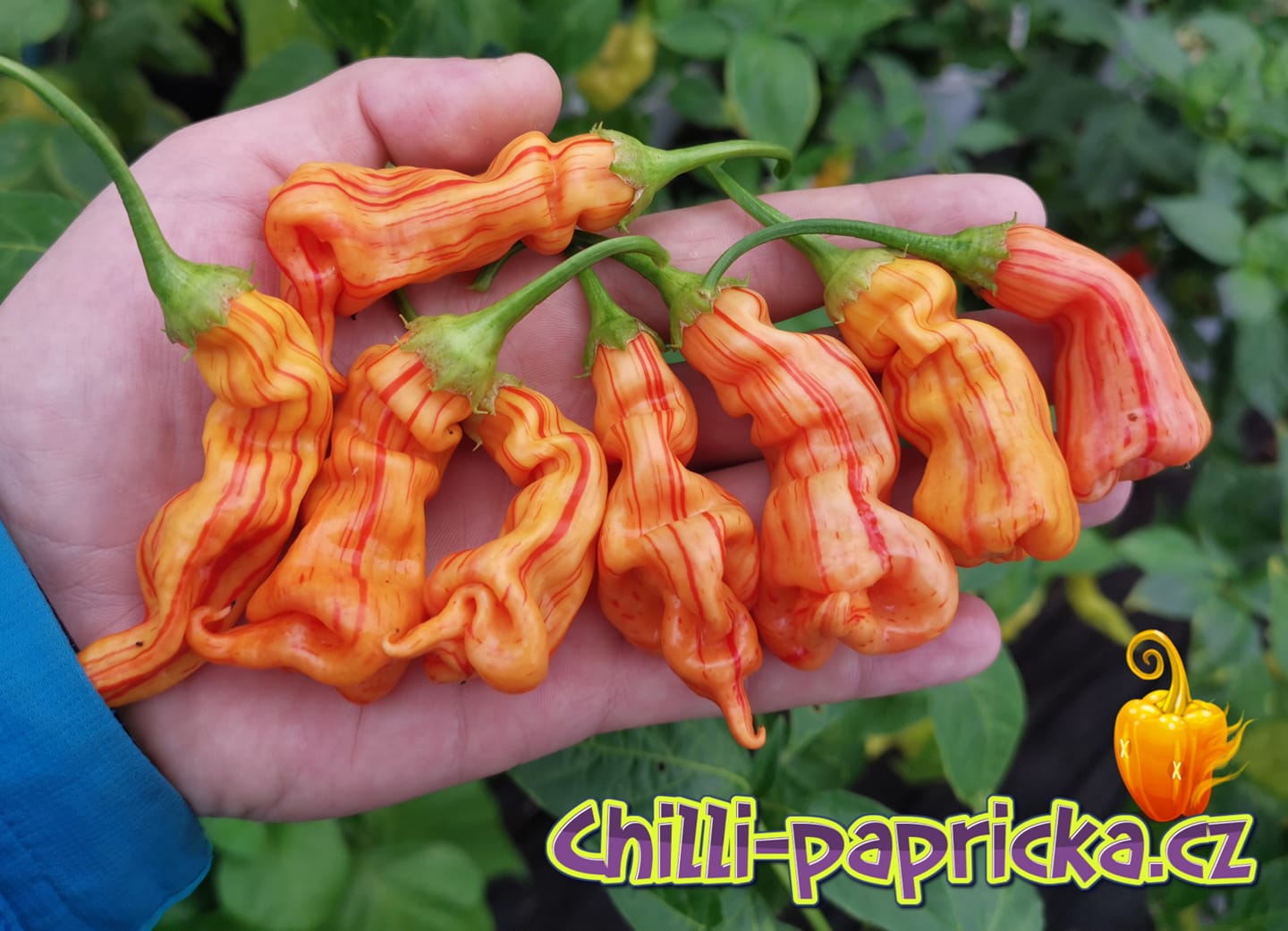 WORLD of Chilli - WORLD of Chilli added a new photo.