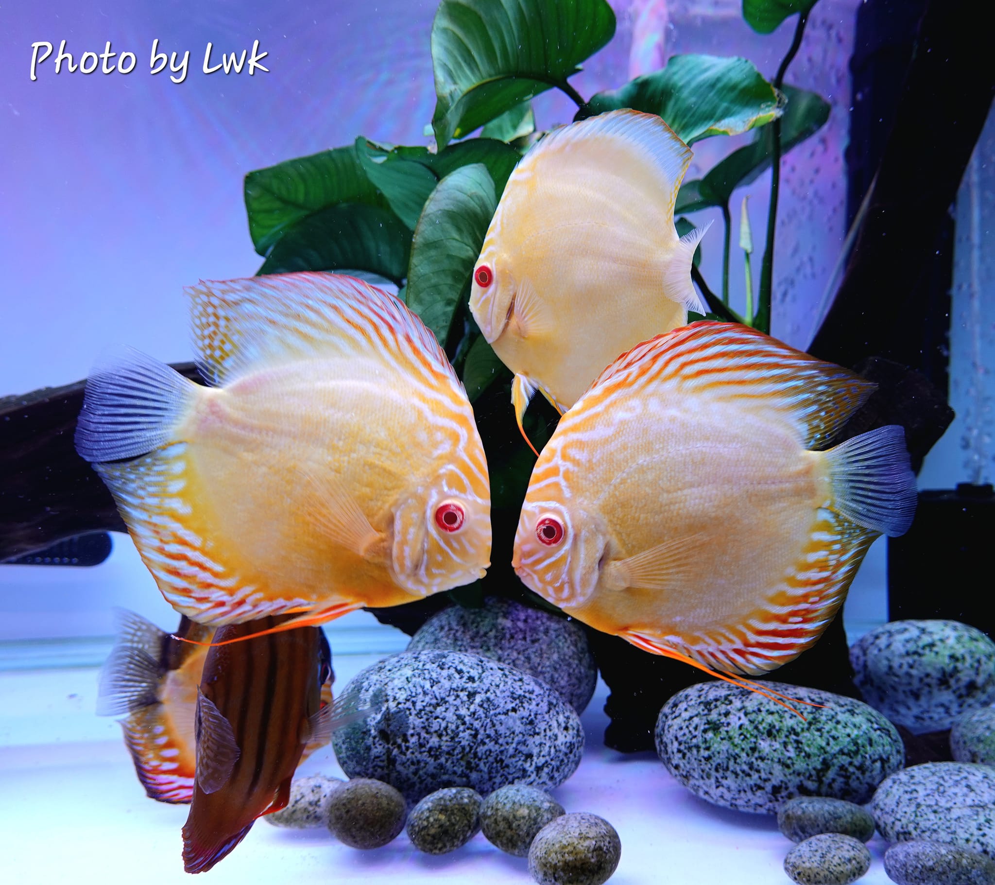 Albino Platinum Discus – Live Freshwater Tropical Fish – Size 4 Inches