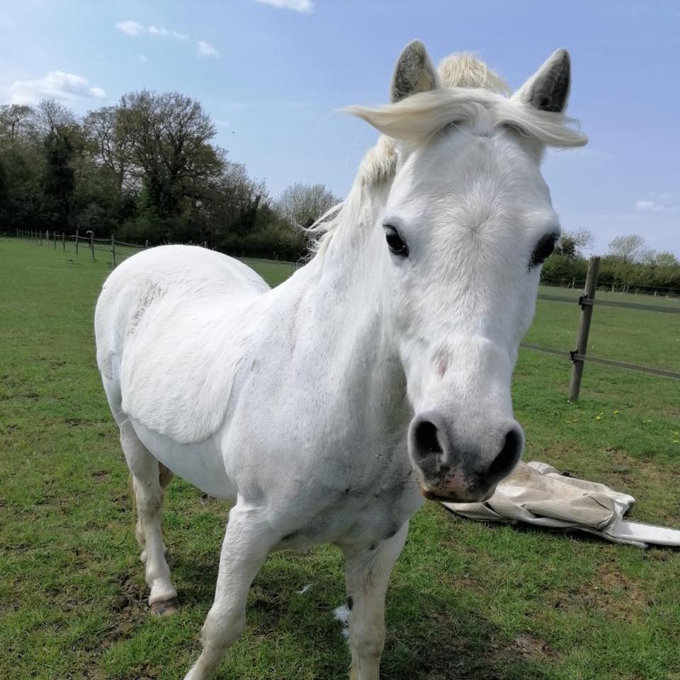 ️🐴 Bulby Activities in February... - Bulby Equestrian Centre | Facebook