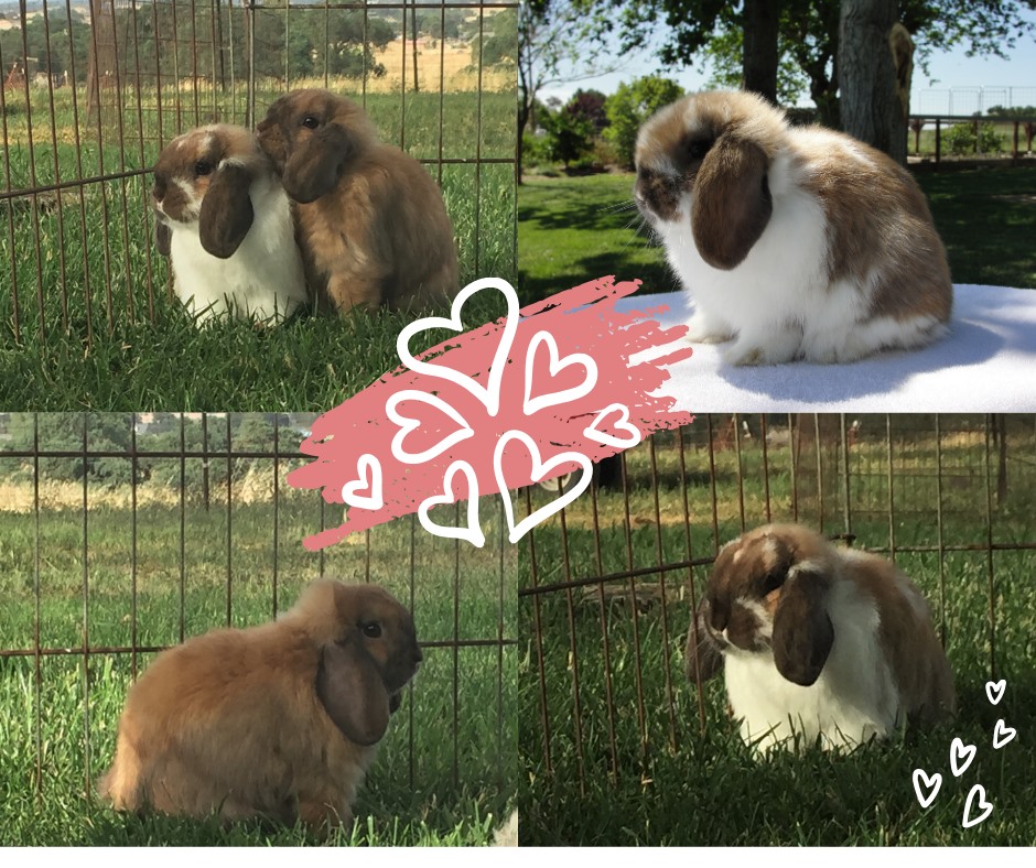 Pride and Joy Rabbitry