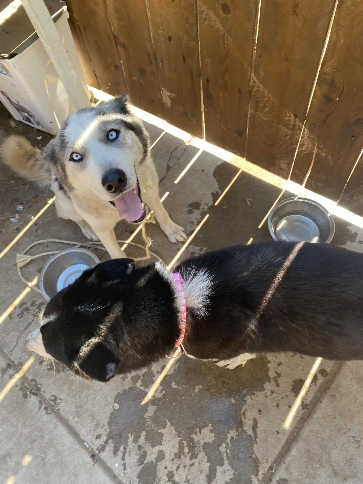 Curated visual reference: Visual Reference: Dakota And Winter Are Home With Their