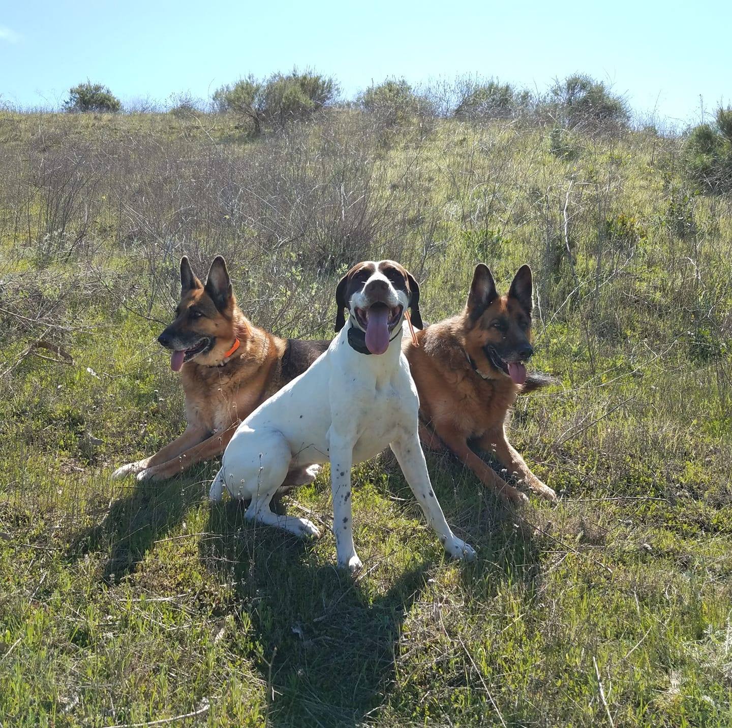 Spaniel Ranch | Moorpark CA