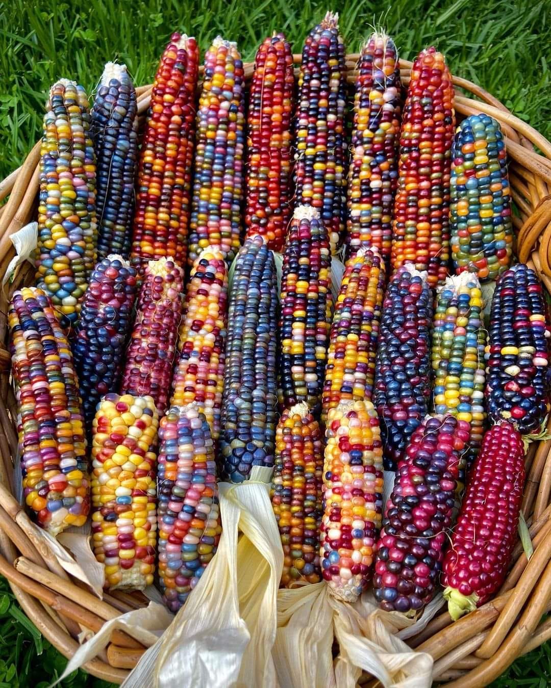 Multicolored corn. Beautiful 🥰🥰