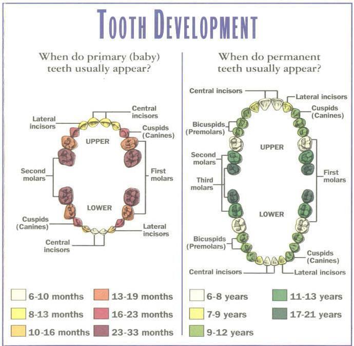 คำถามที่คุณพ่อคุณแม่ชอบถามมากท... - Dental Click Dental Center | Facebook