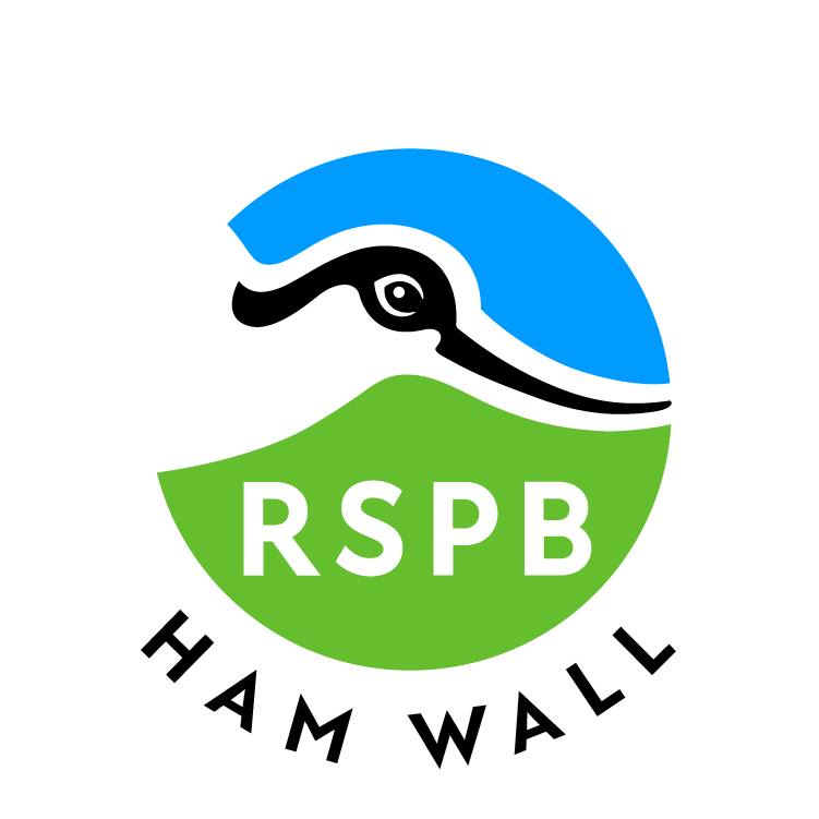 We are now within the best time of year to see Bearded Tits at RSPB Ham ...