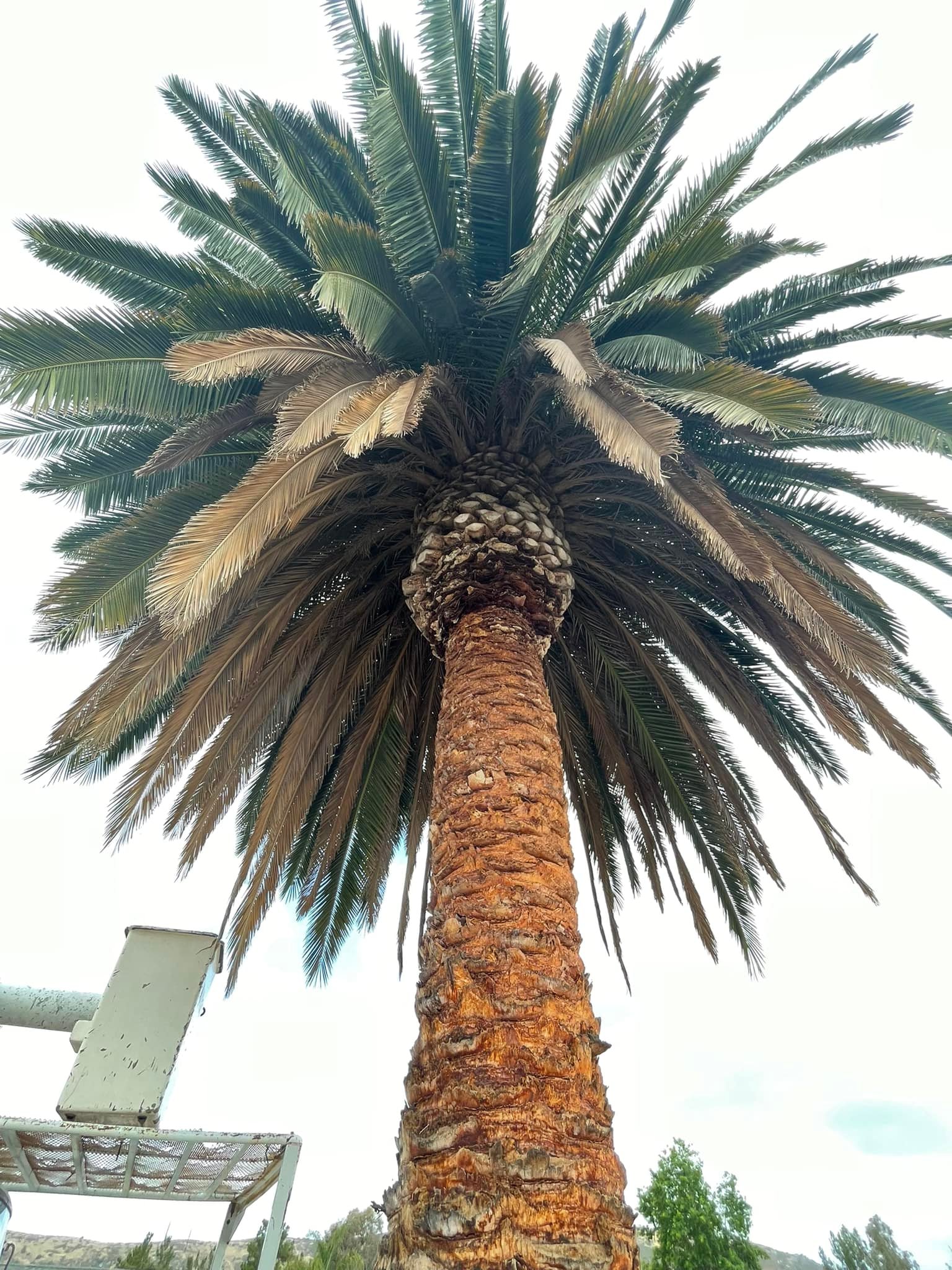 Genesis tree service SD