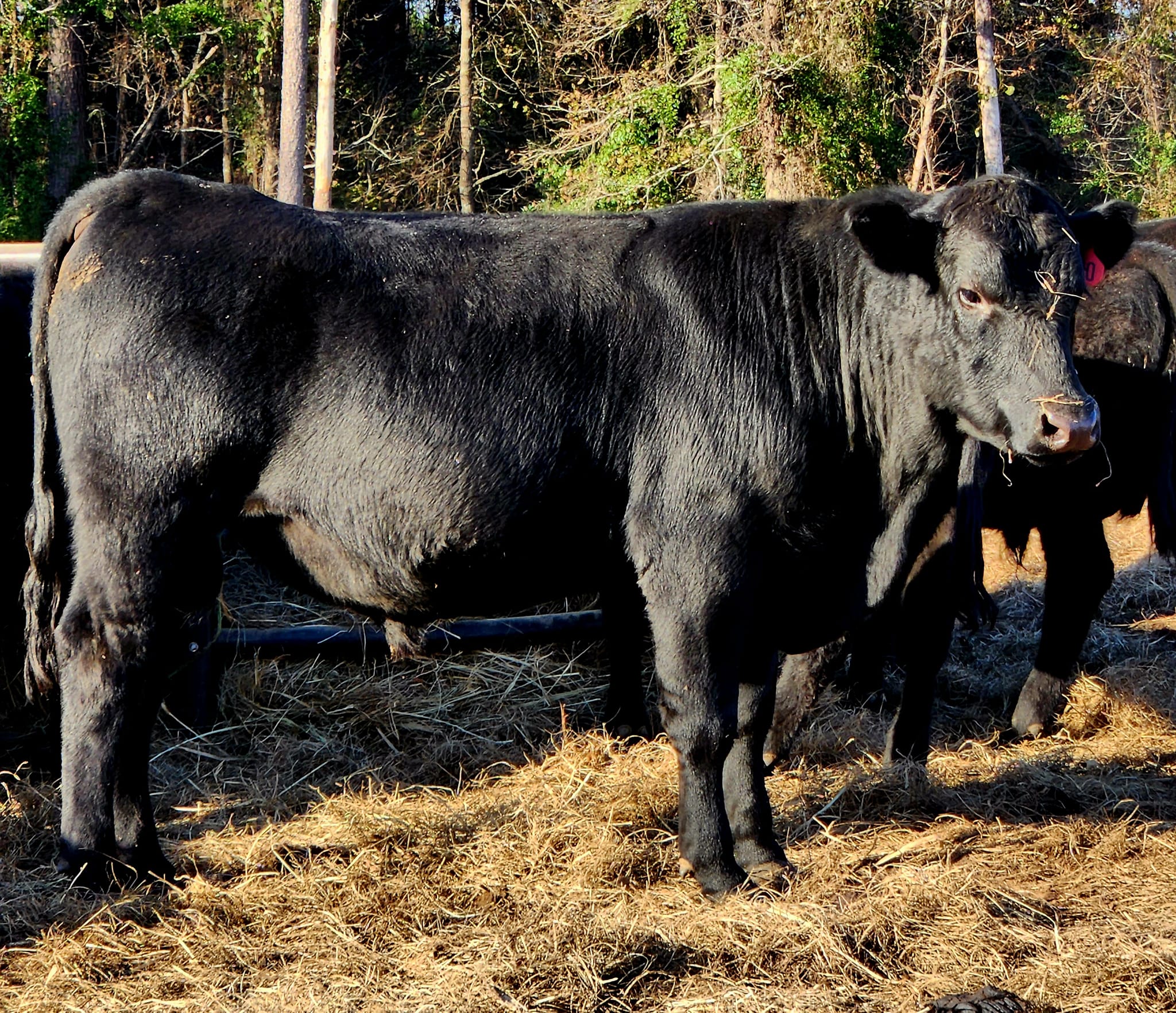 Cedar Ridge Farm Philadelphia Mississippi | Philadelphia MS