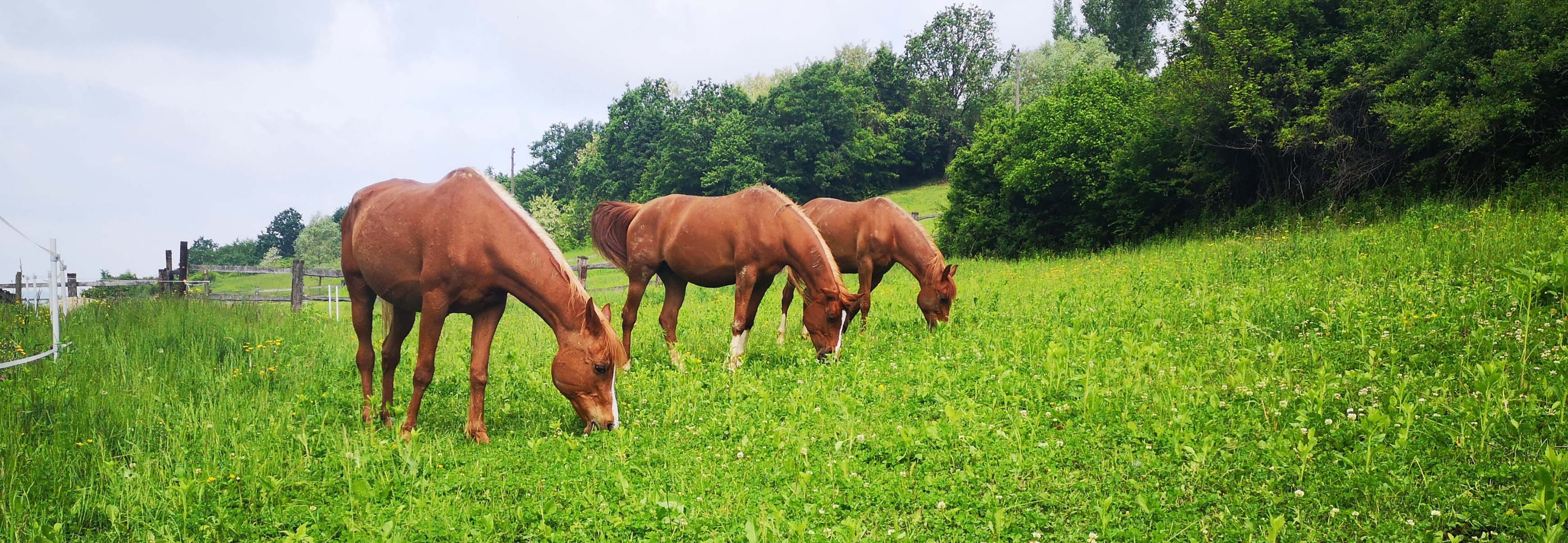 Ranch Zara | Donja Stubica