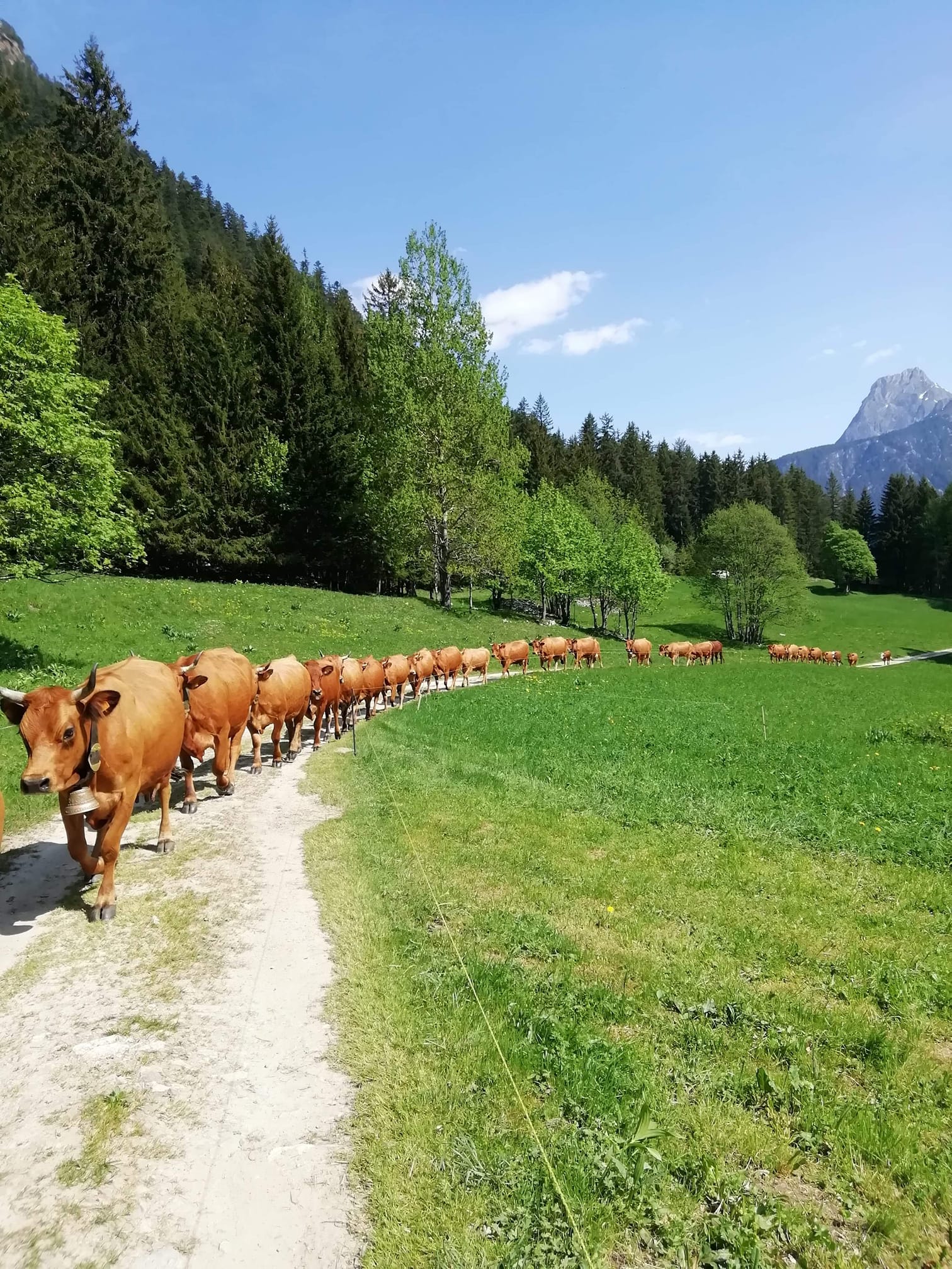Unloading_American_Cows_farm_cows #ageingpotion | Cow Farms