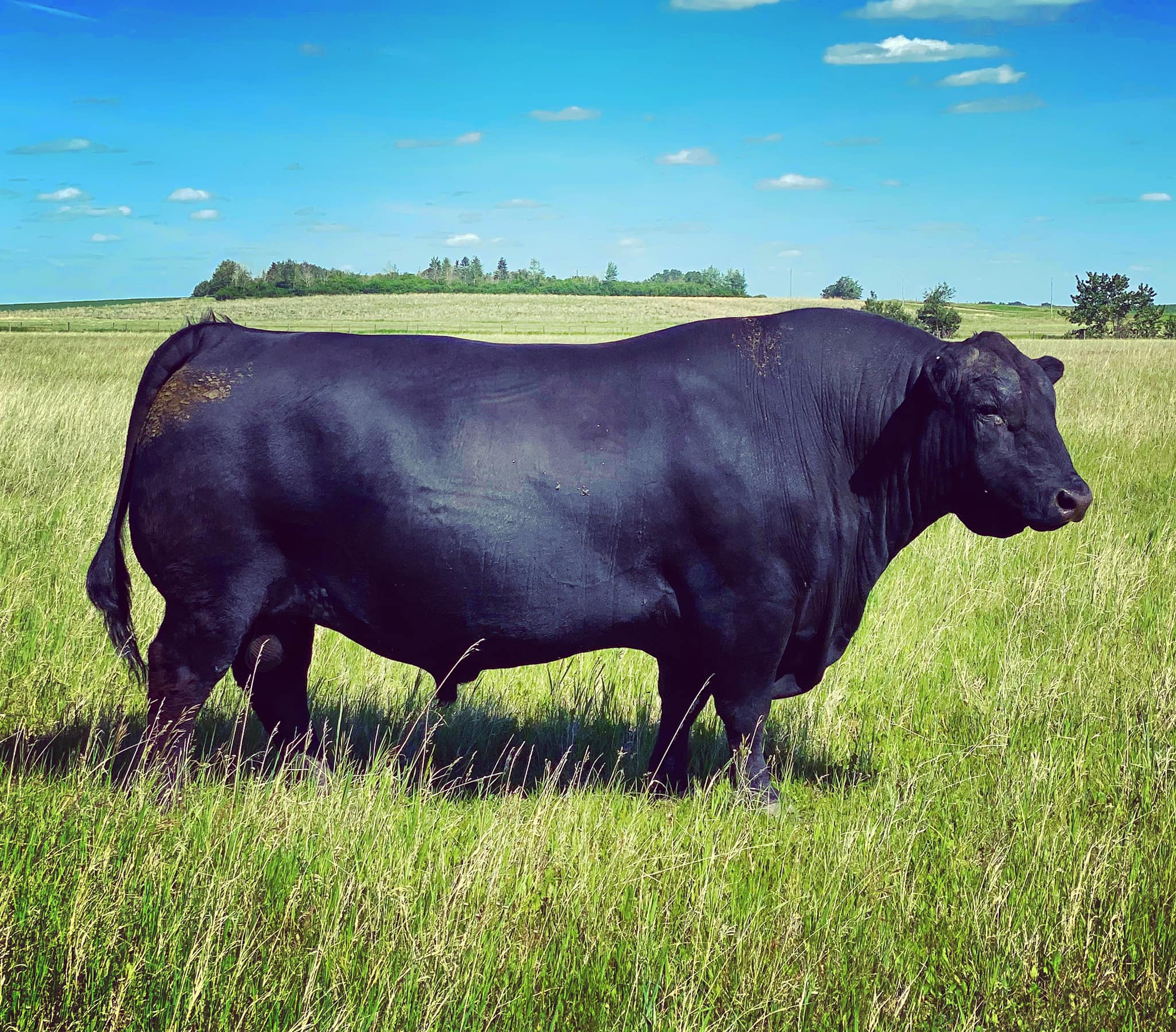 Rivervalley Angus | Stettler AB