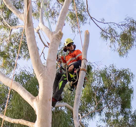 Bark & Branch Tree... - Bark & Branch Tree Care High Peak