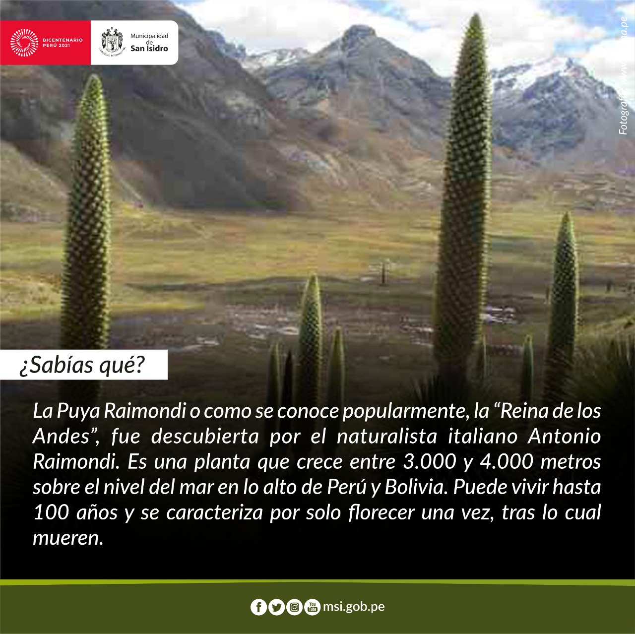 #SanIsidroTeCuenta La Puya... - Municipalidad de San Isidro