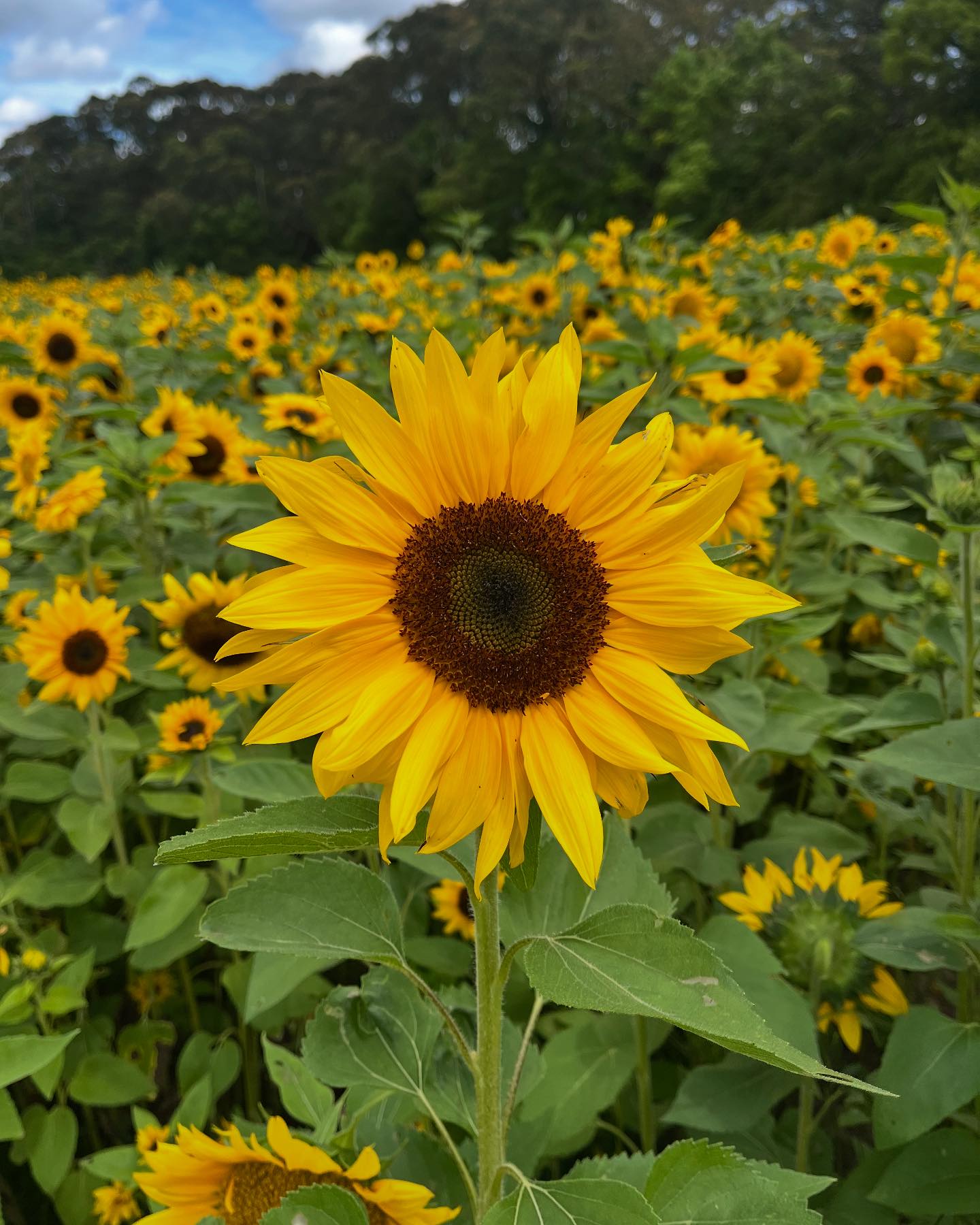 The Bloom Barn Farm | Peats Ridge NSW
