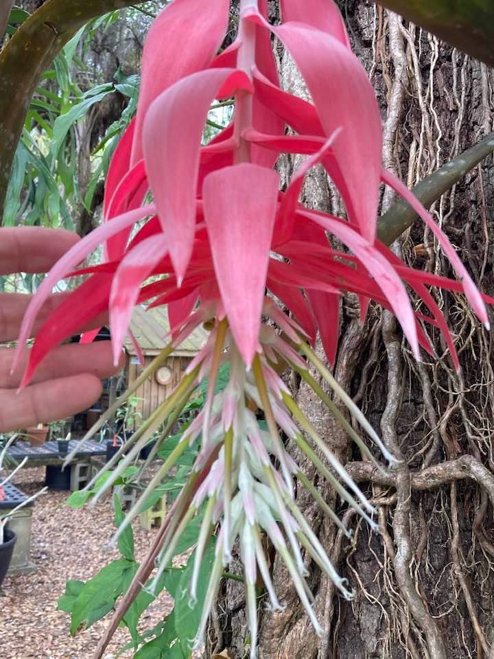 Billbergia 'Greenpeace' by Grant Groves. Registered on bsi.org