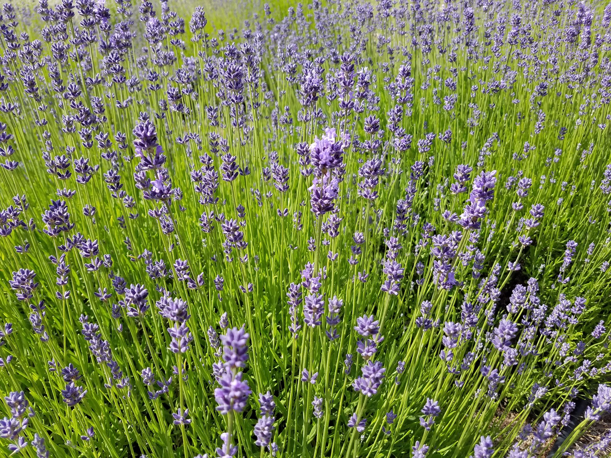 Knapp Family Lavender Ranch