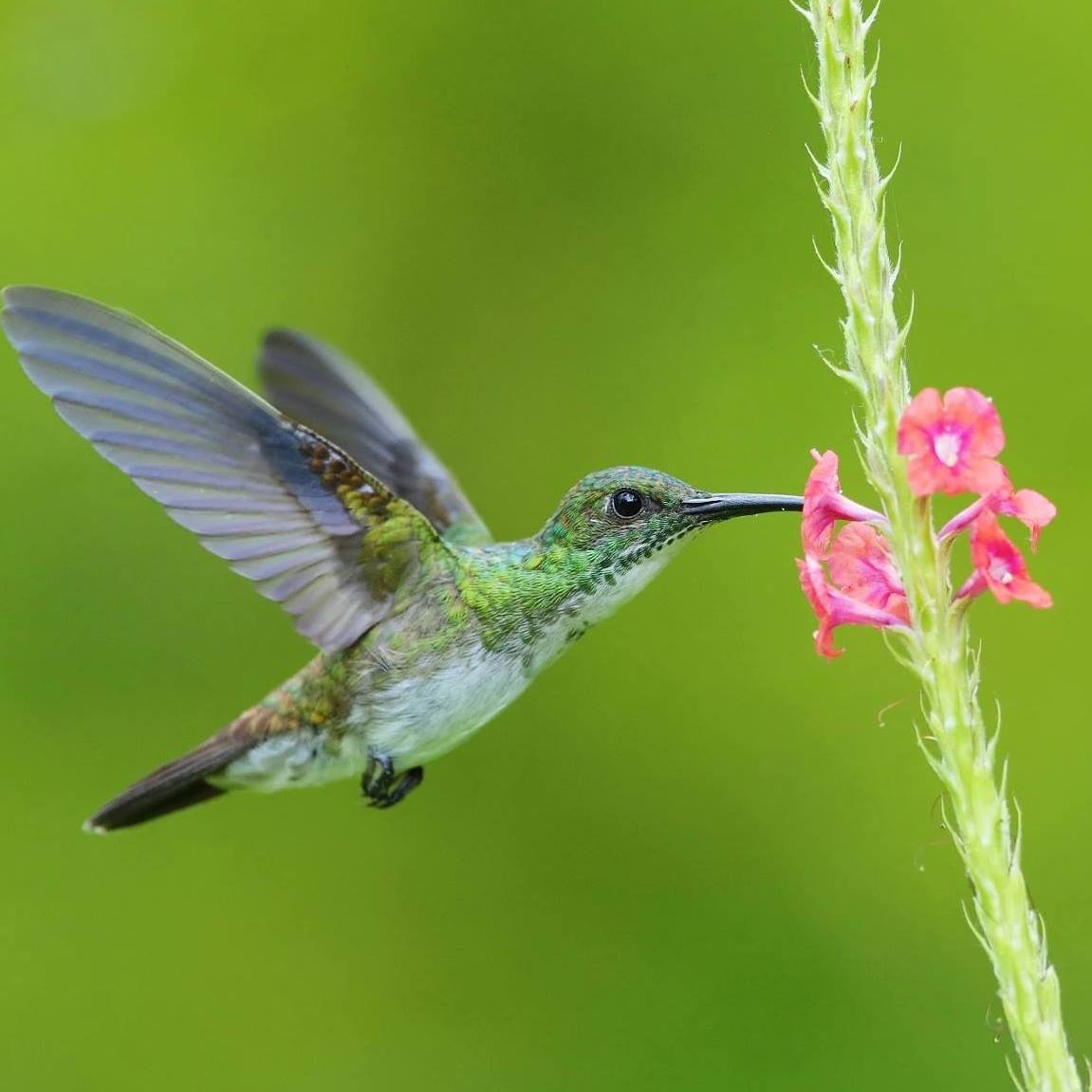 The Amazing... - Tour Operators Costa Rica - Travel Services | Facebook