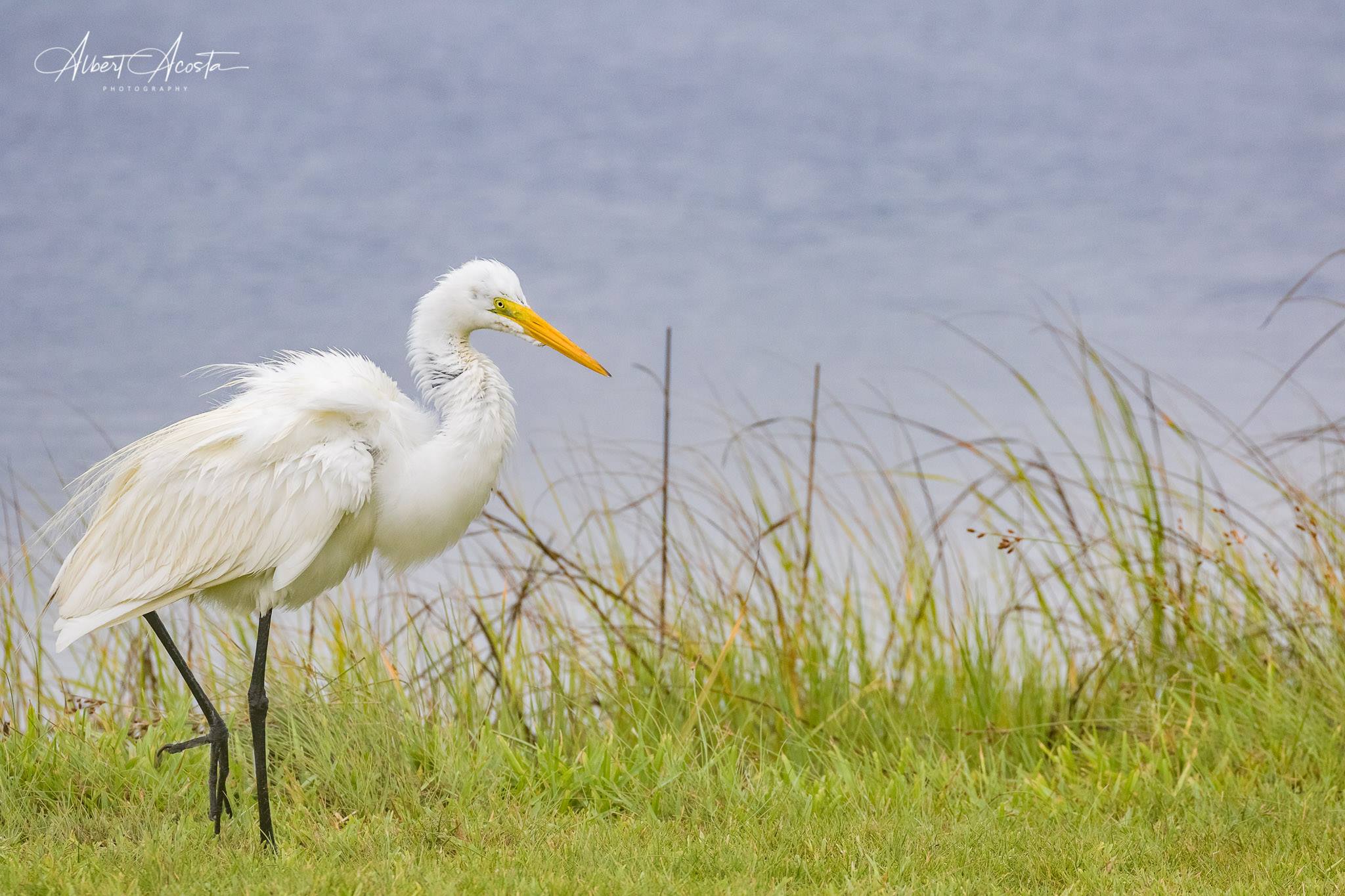 Great Egret with slow-motion take off. At Rockport Rookery. Enjoy
