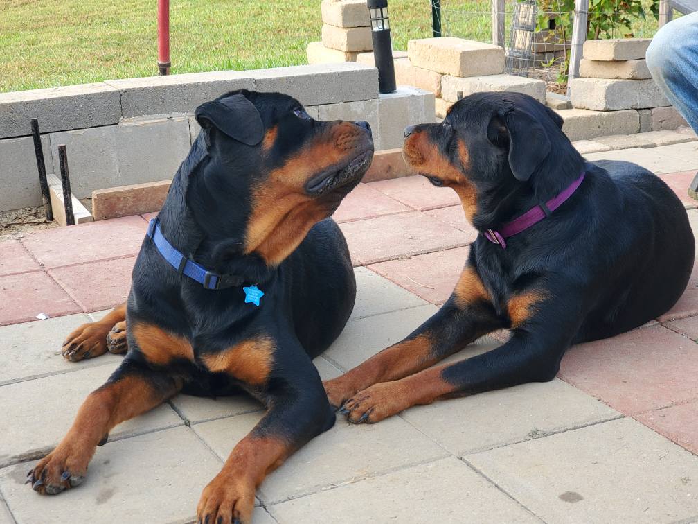 Marshall's Rottweilers of Southeast Missouri