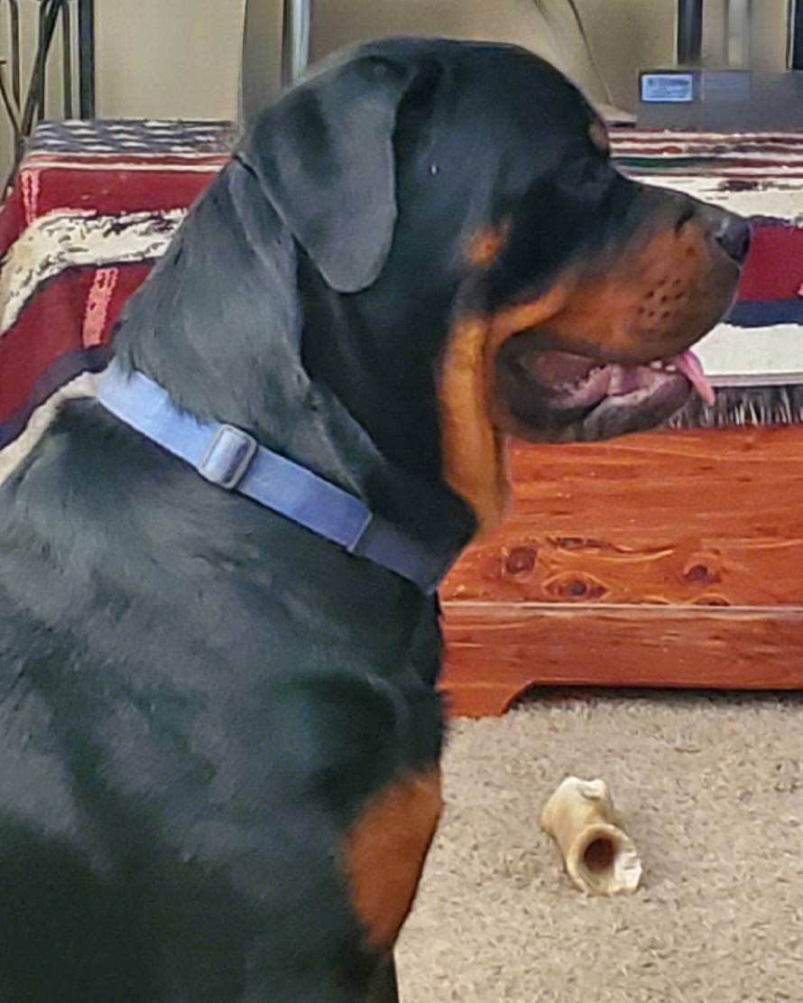 Marshall's Rottweilers of Southeast Missouri