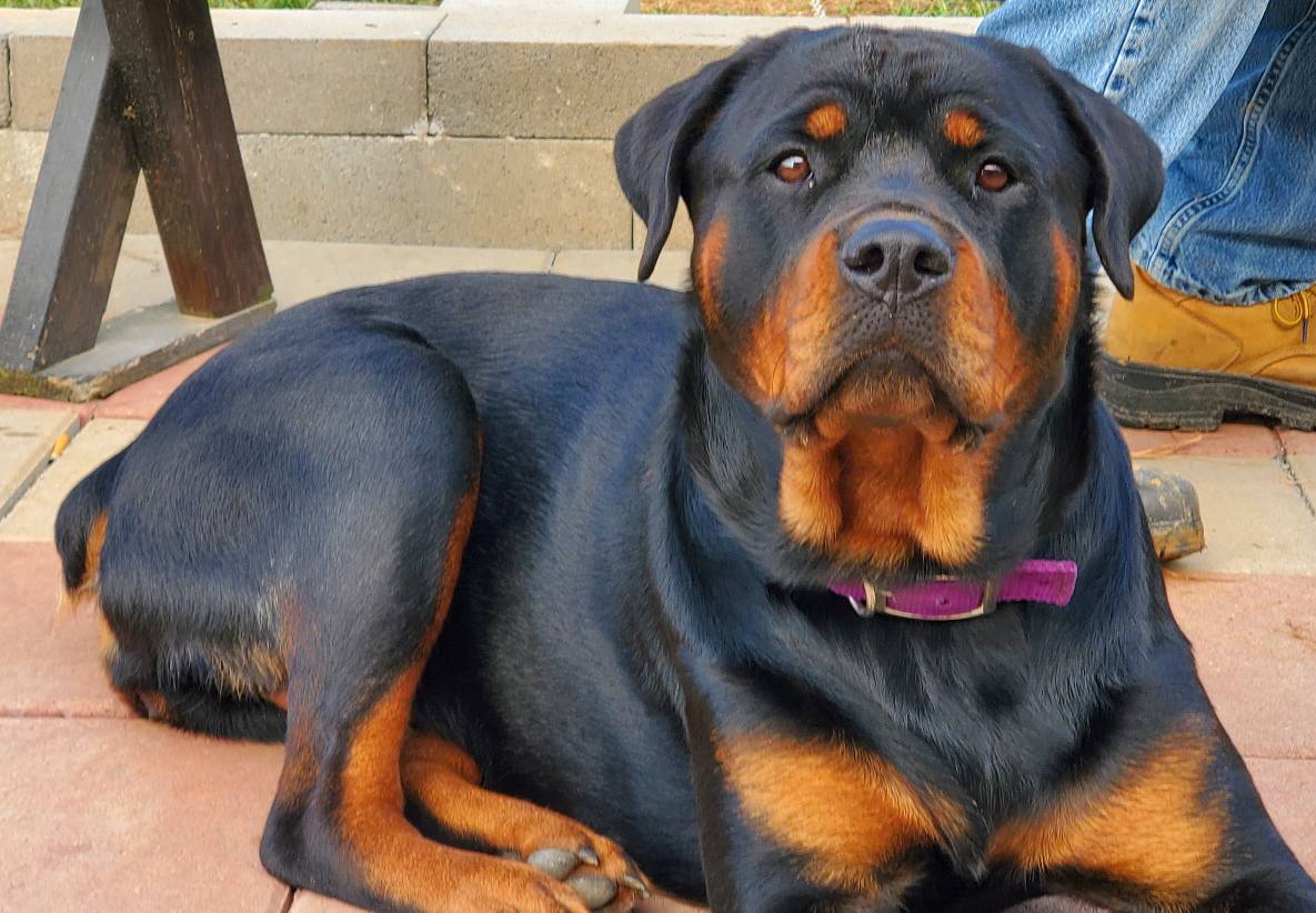 Marshall's Rottweilers of Southeast Missouri