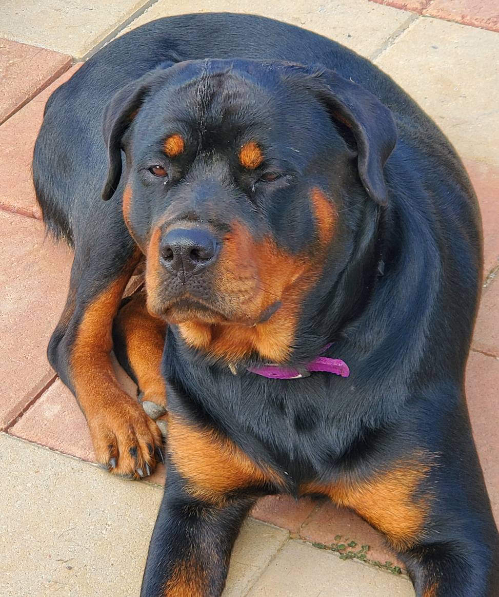 Marshall's Rottweilers of Southeast Missouri