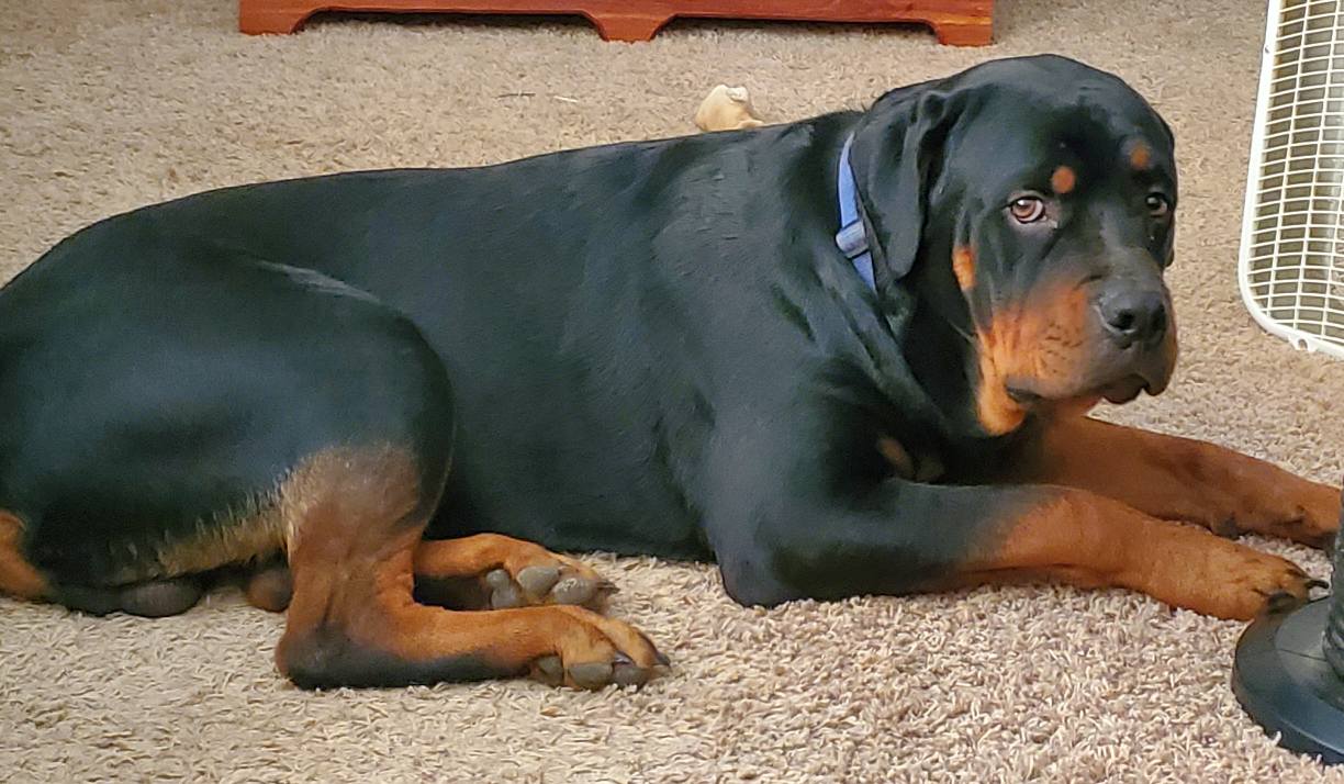 Marshall's Rottweilers of Southeast Missouri