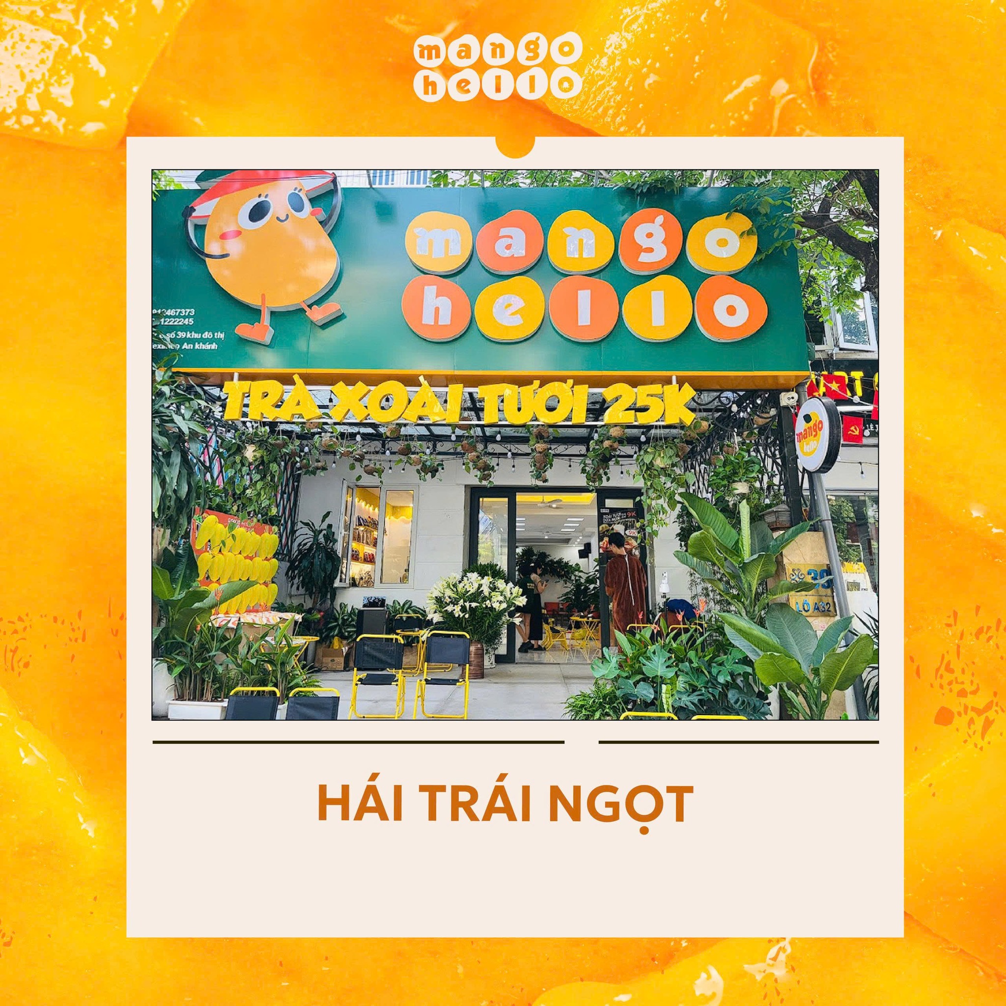 Mango Hello - 📸 HÁI TRÁI NGỌT - HÁI NIỀM VUI CÙNG MANGO... | Facebook