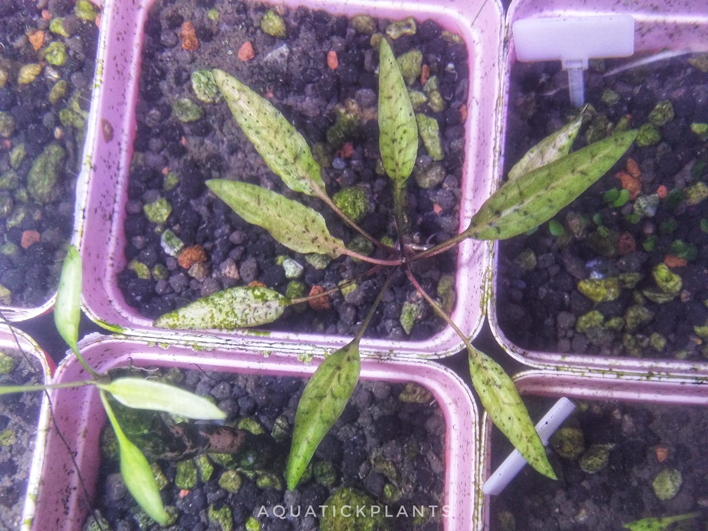 Cryptocoryne species found in Masbate