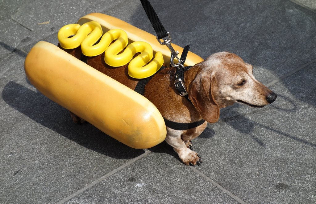 Dachshund Overload on Reels