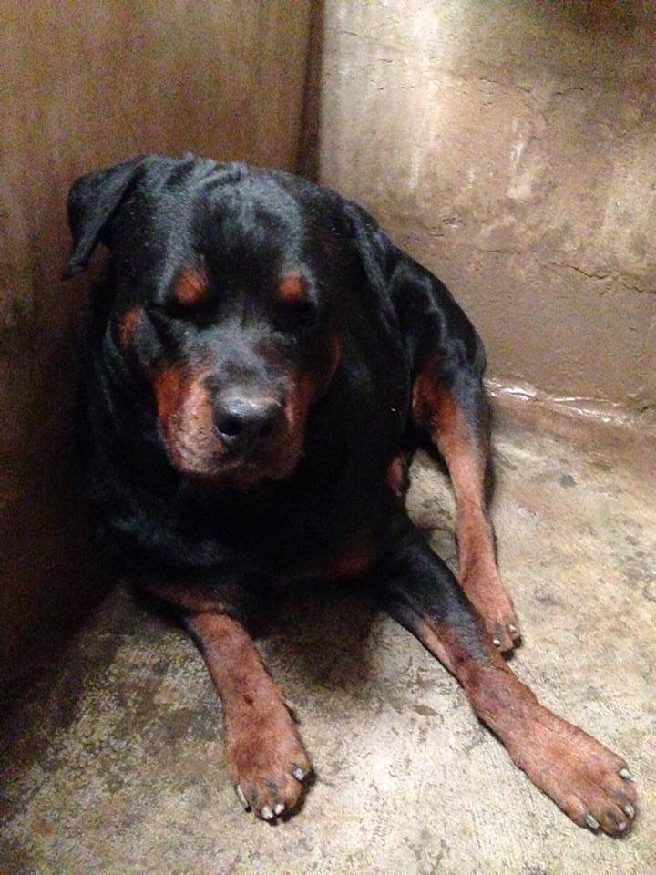 Rottweiler & Scottish Fold ฟาร์ม อุดรธานี | Udon Thani
