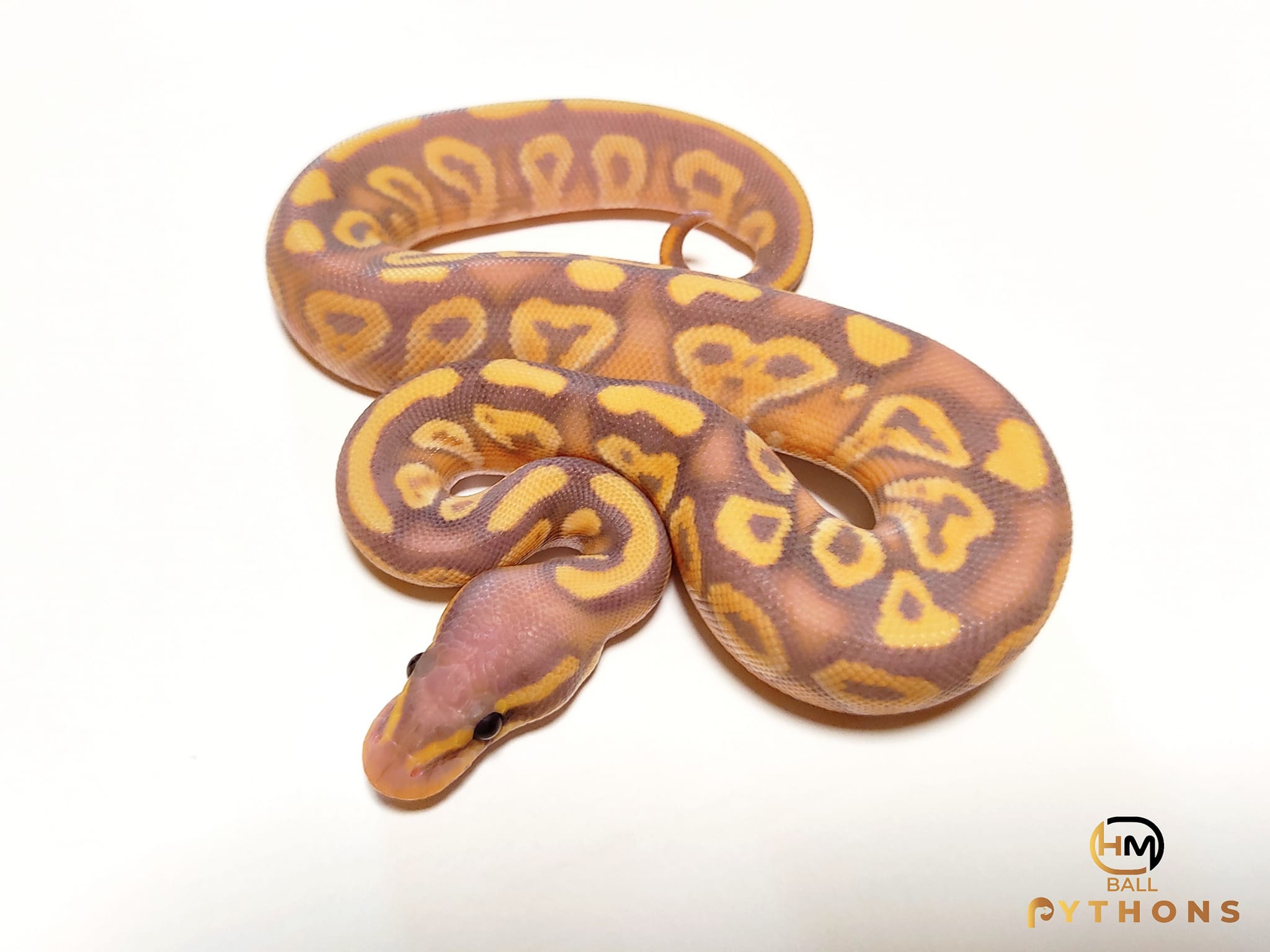 HM Ball Pythons-Királypiton