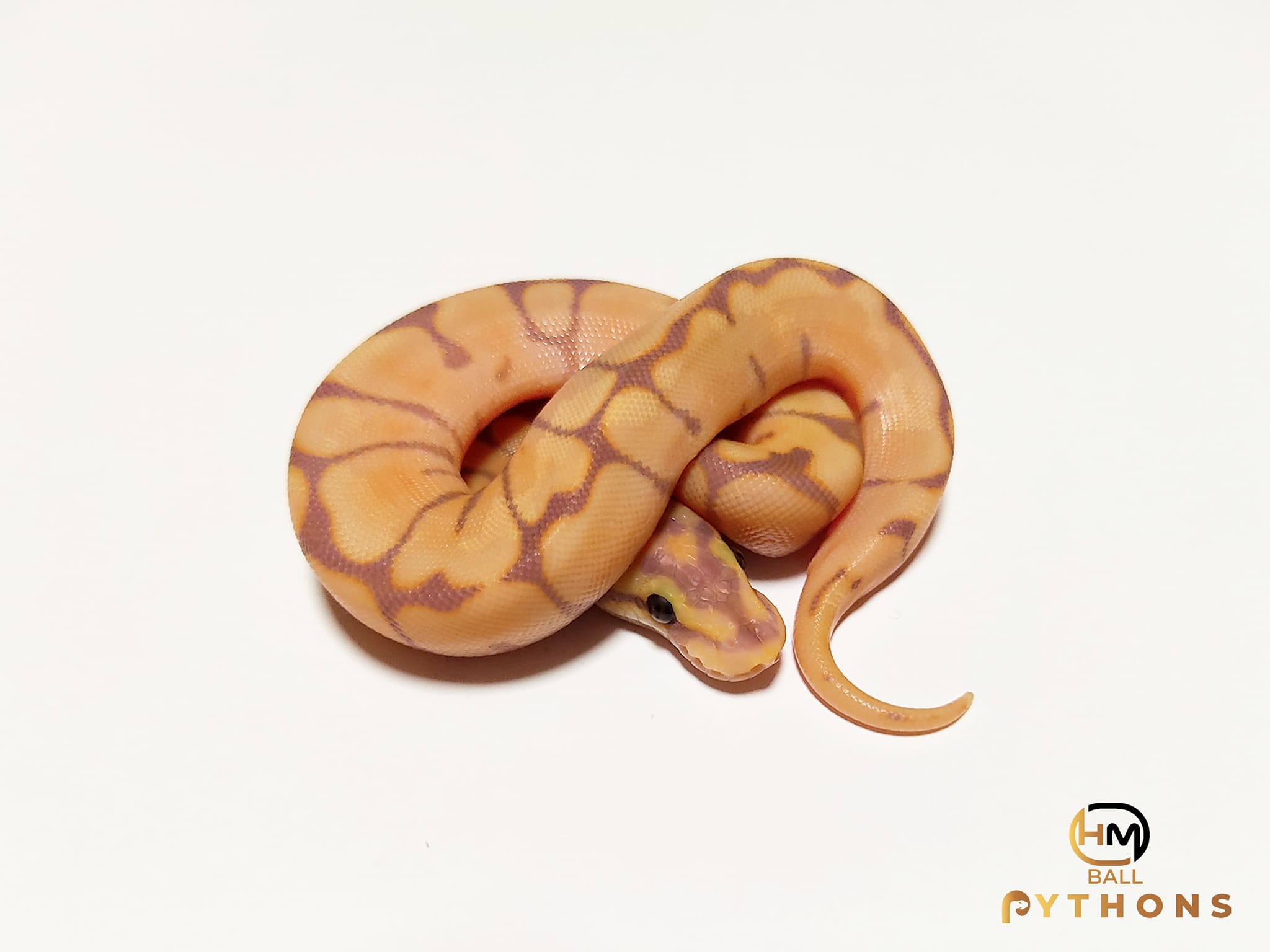 HM Ball Pythons-Királypiton