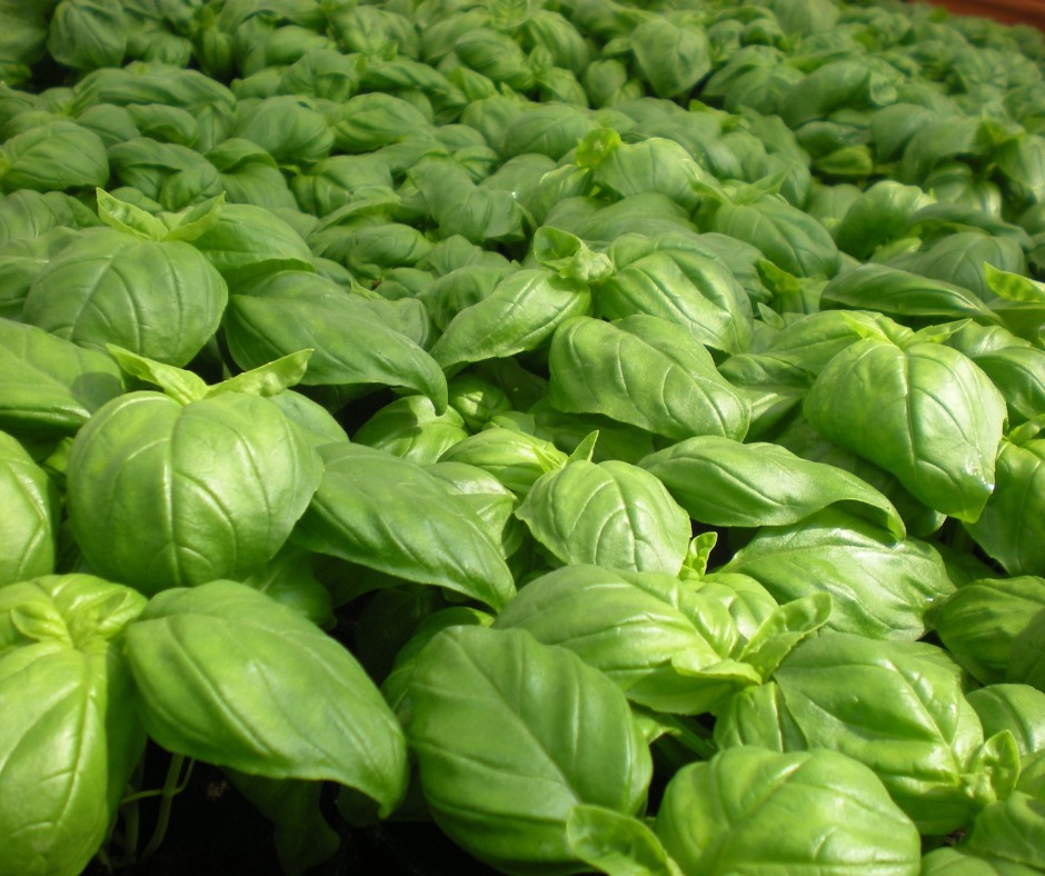 Pure Life - Basil is more than just a tasty herb—it’s... | Facebook