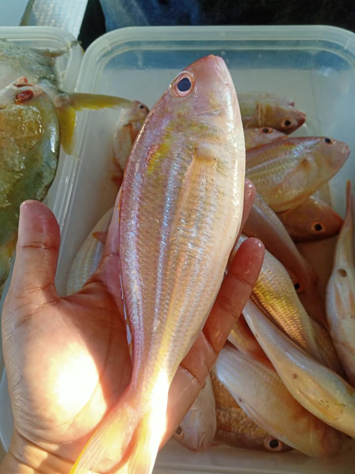 Now Available:... - Urban Ocean Seafoods Products Wholesaling