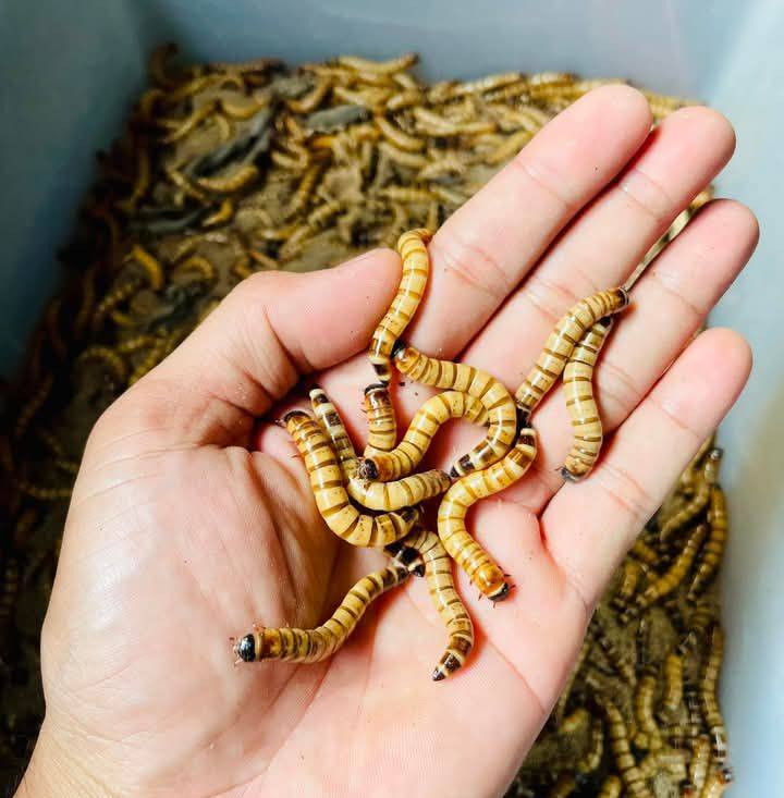 Sâu Rồng Hà Nội